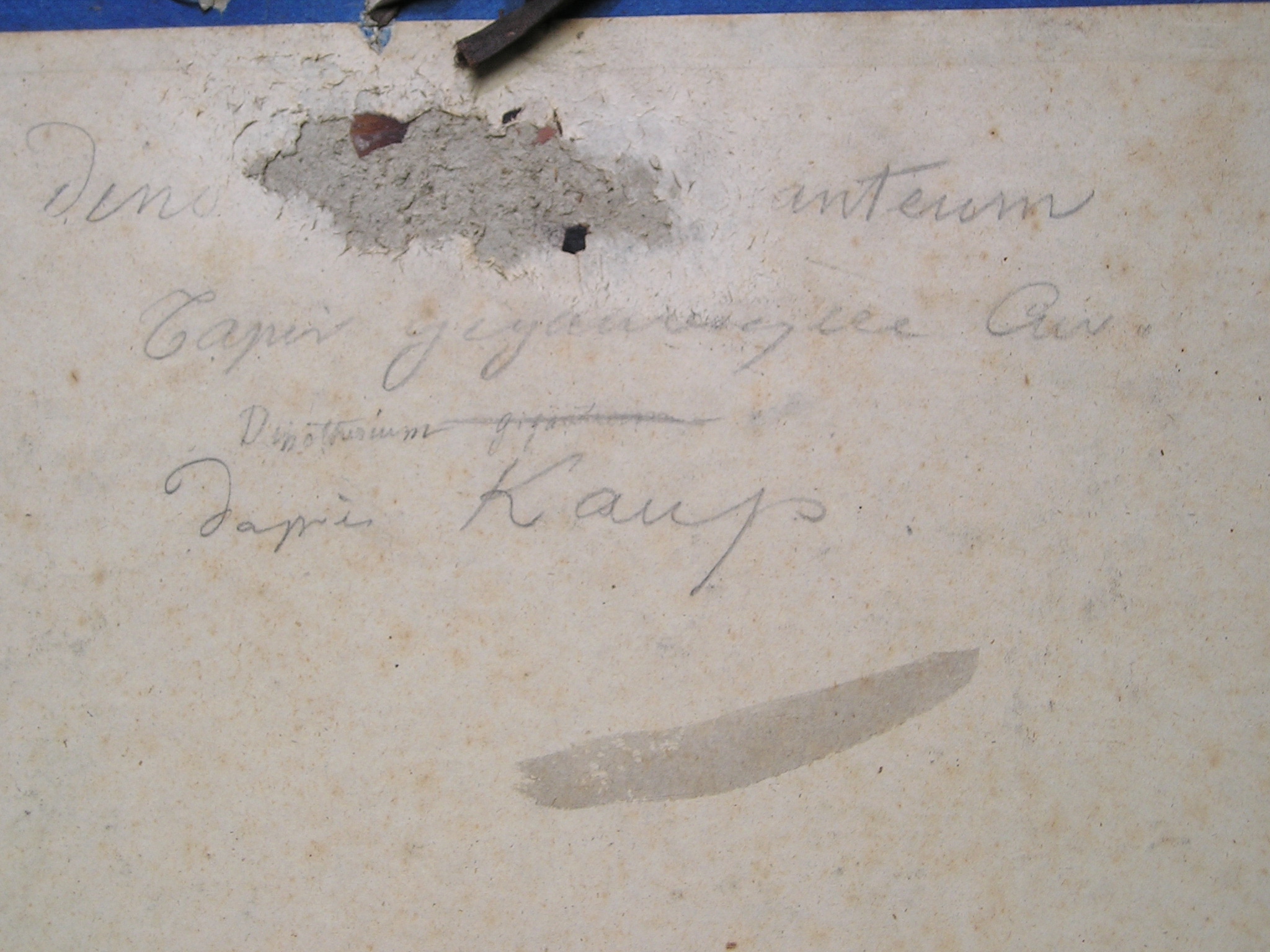 Dinothère restitué - Tête de Dinothère